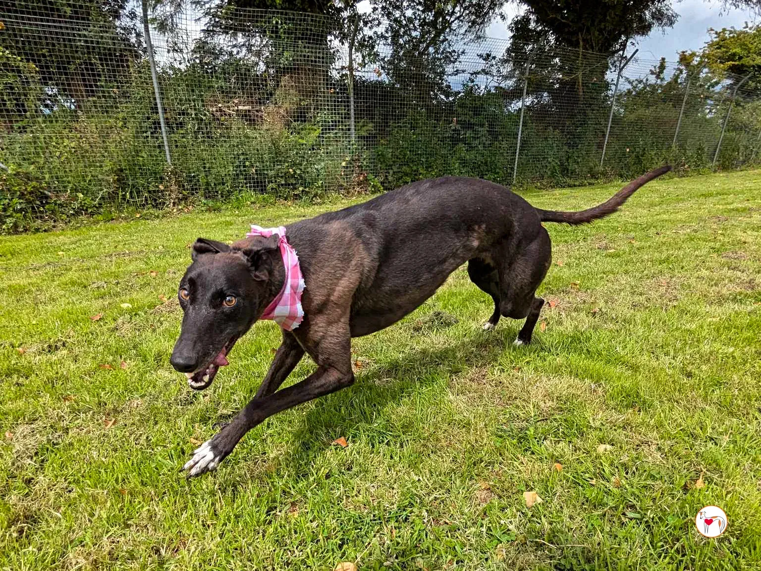 maggie grey adozione 17