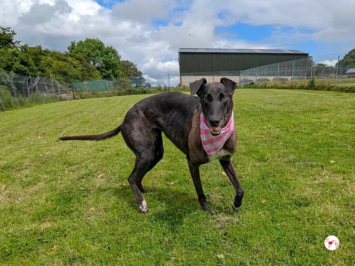 maggie grey adozione 19