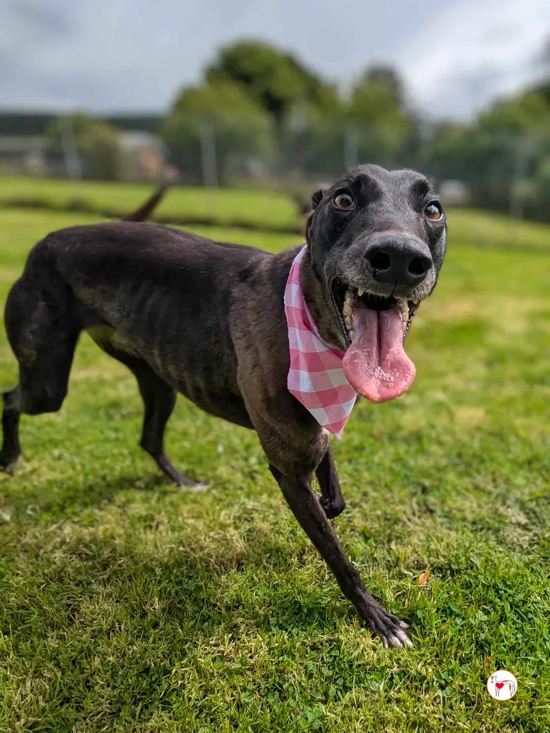 maggie grey adozione 22