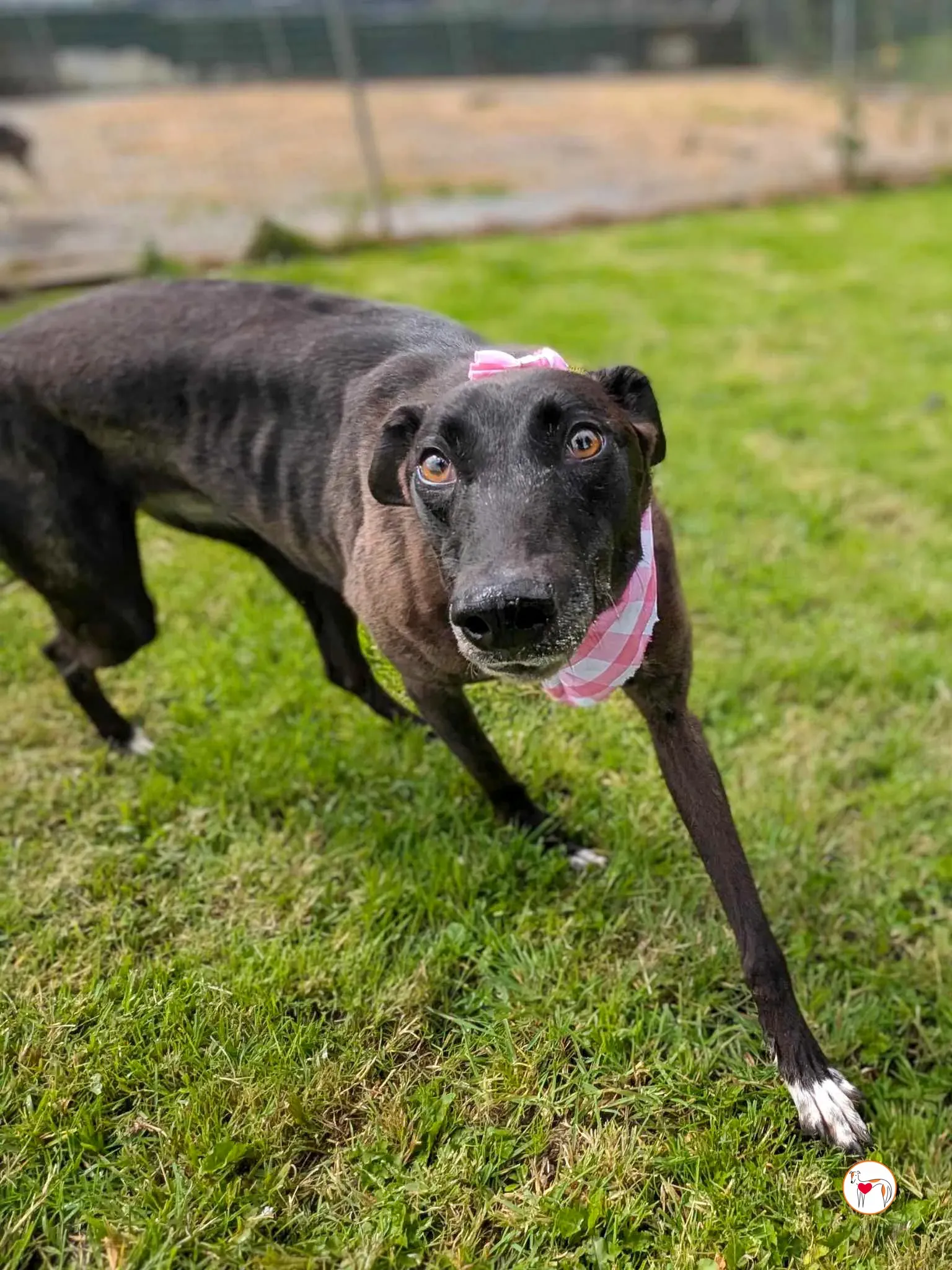 maggie grey adozione 28