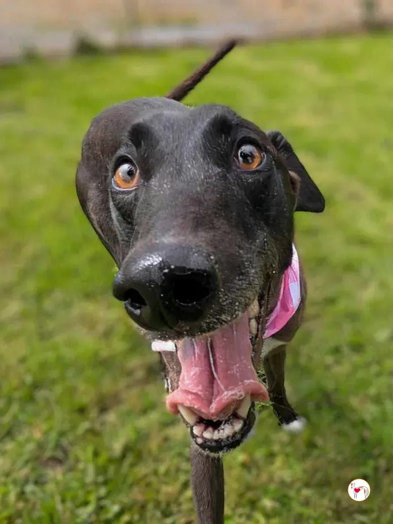 maggie grey adozione 29