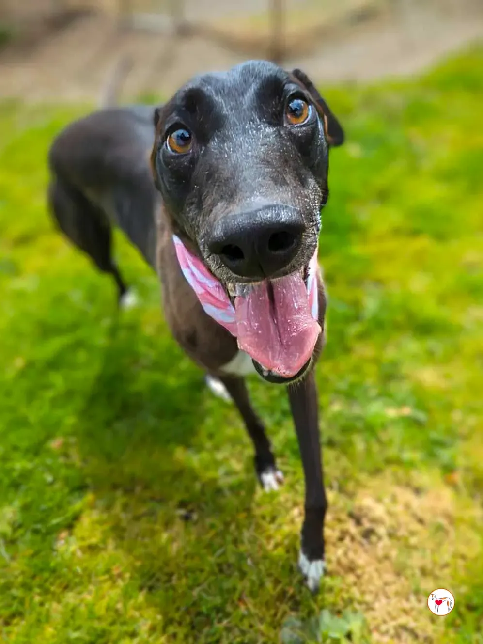 maggie grey adozione 7