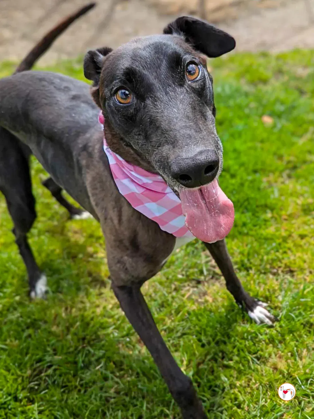 maggie grey adozione 8