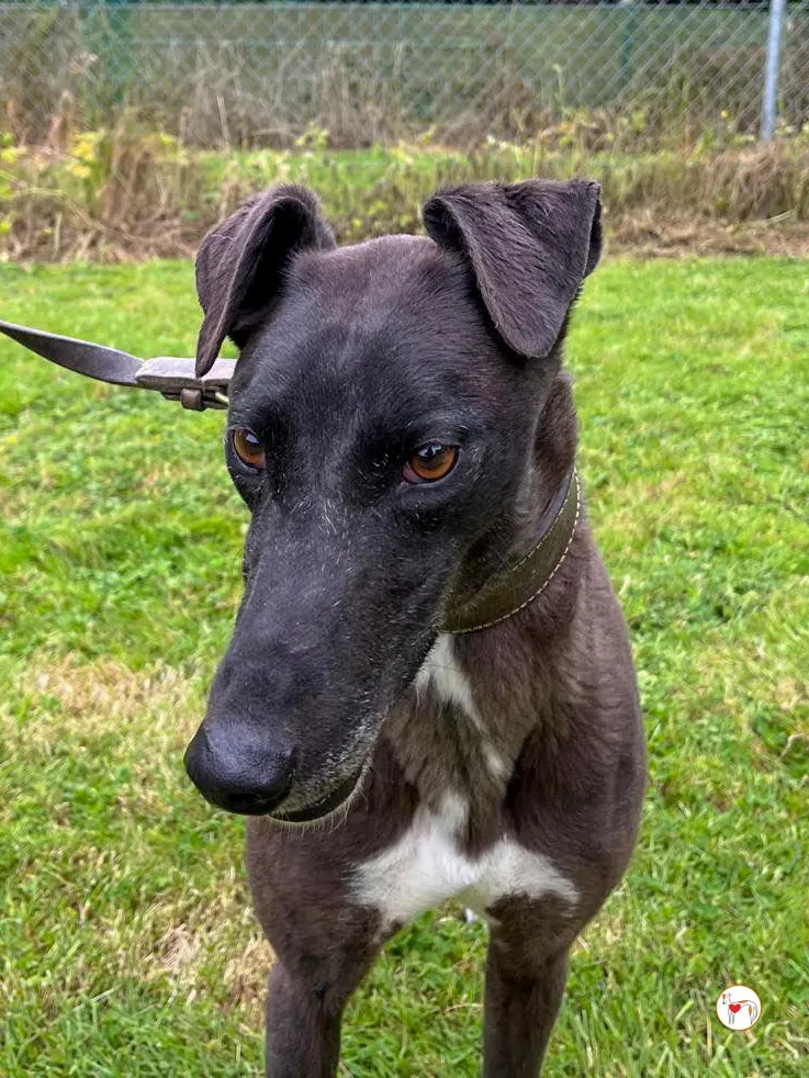 maggie grey adozione 01