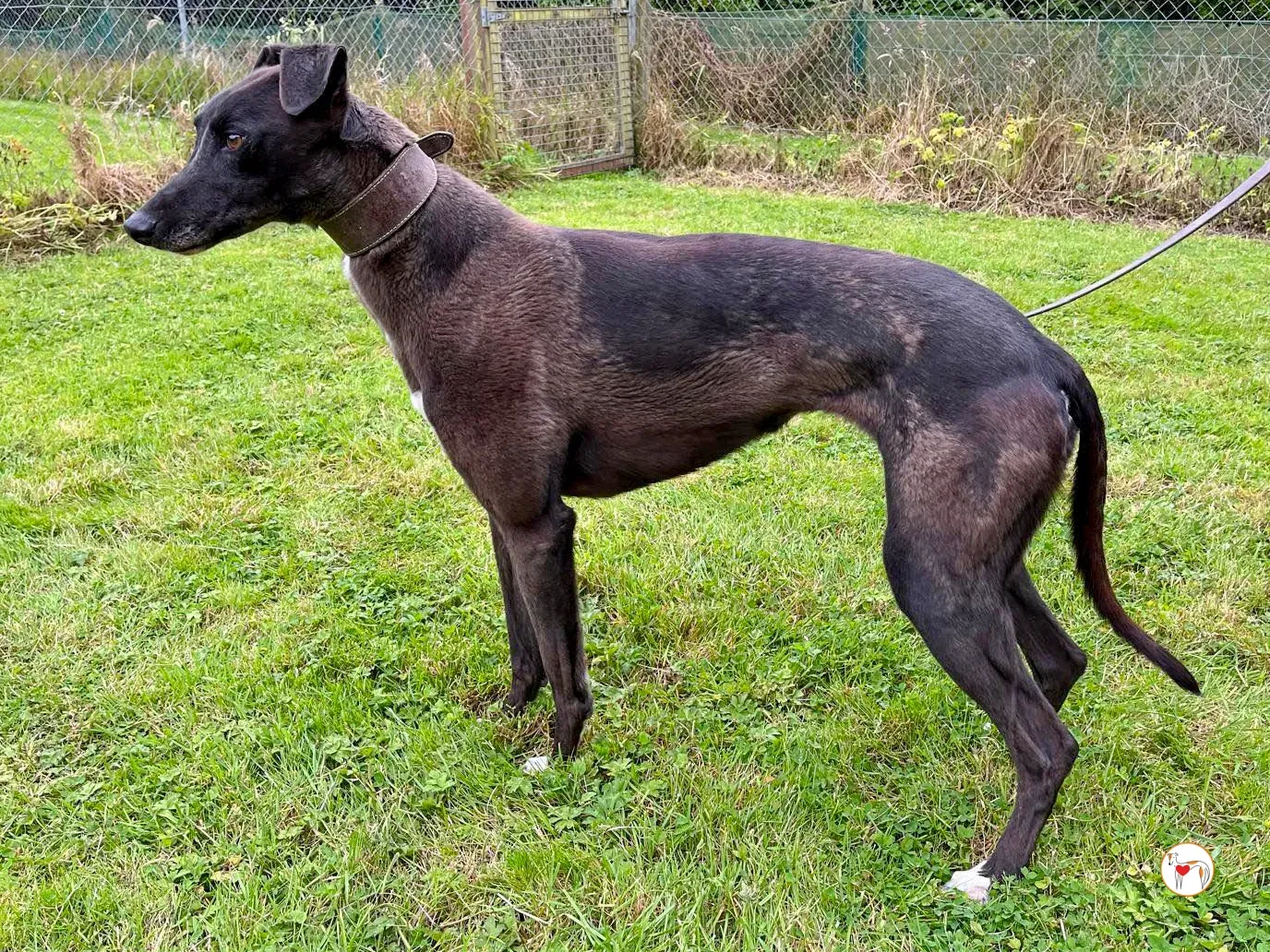 maggie grey adozione 03