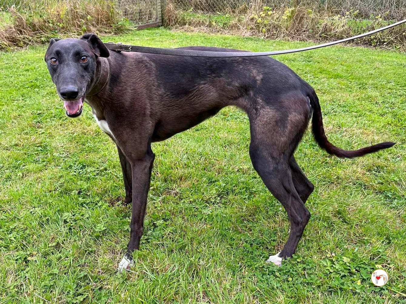 maggie grey adozione 04