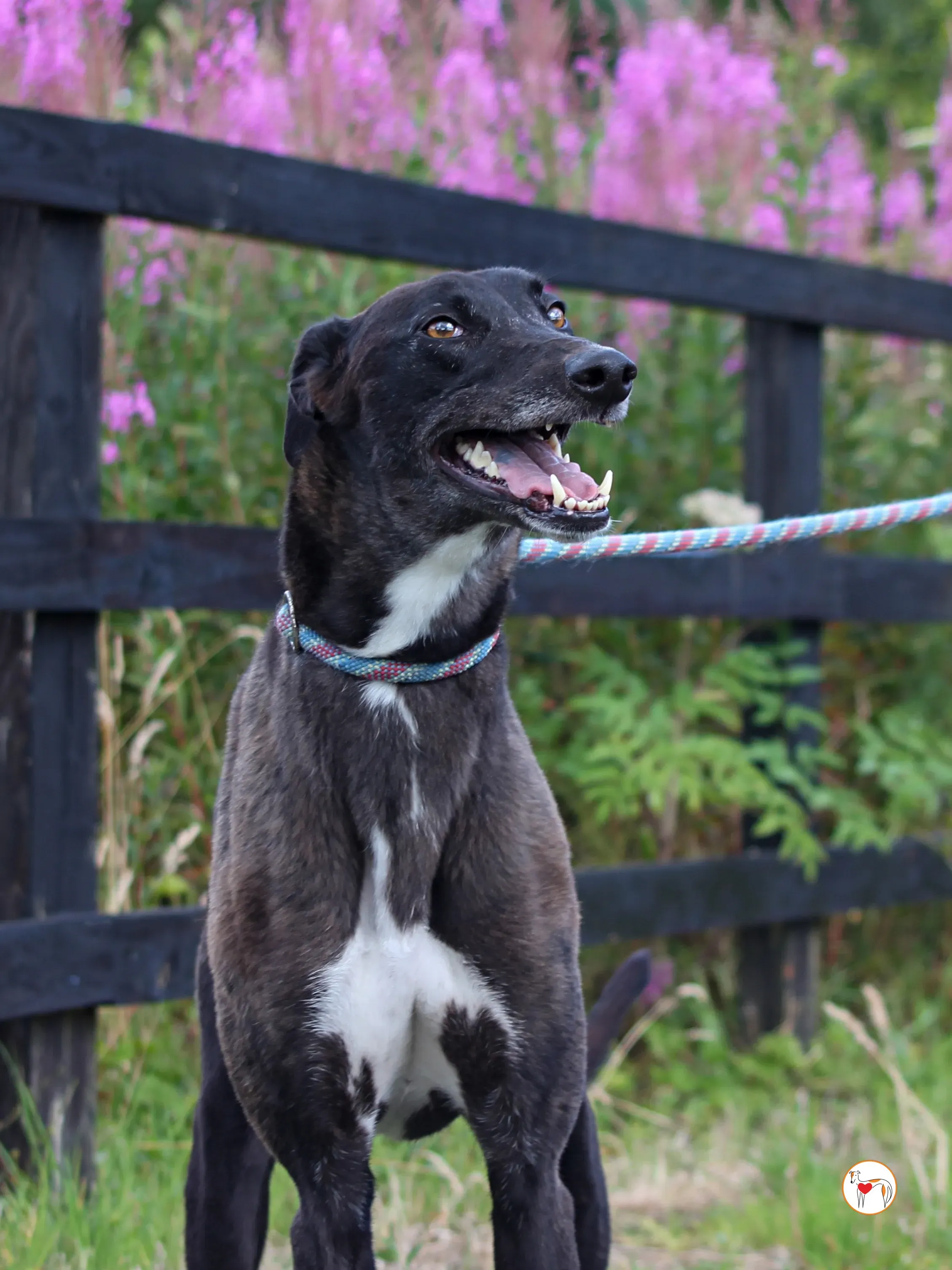 maggie grey adozione 31