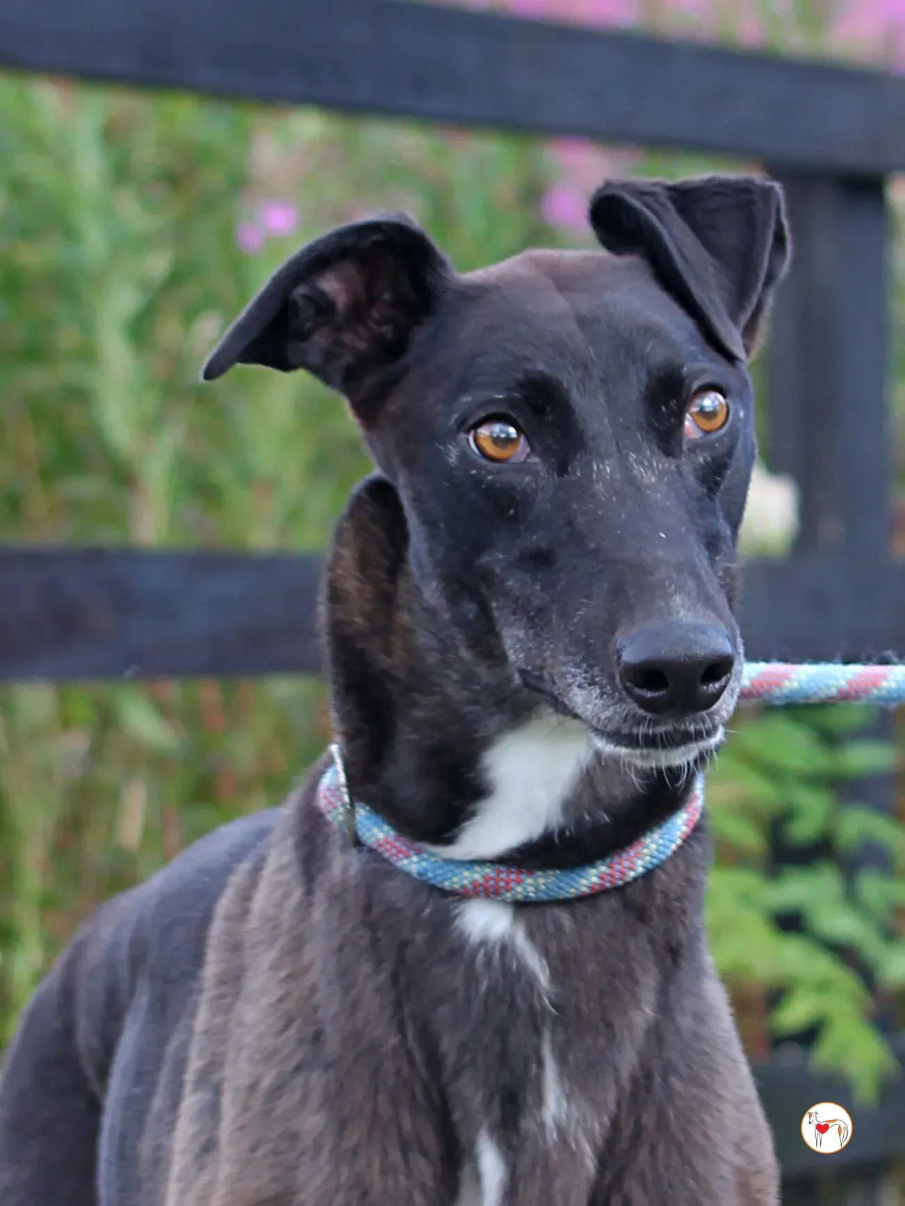 maggie grey adozione 32