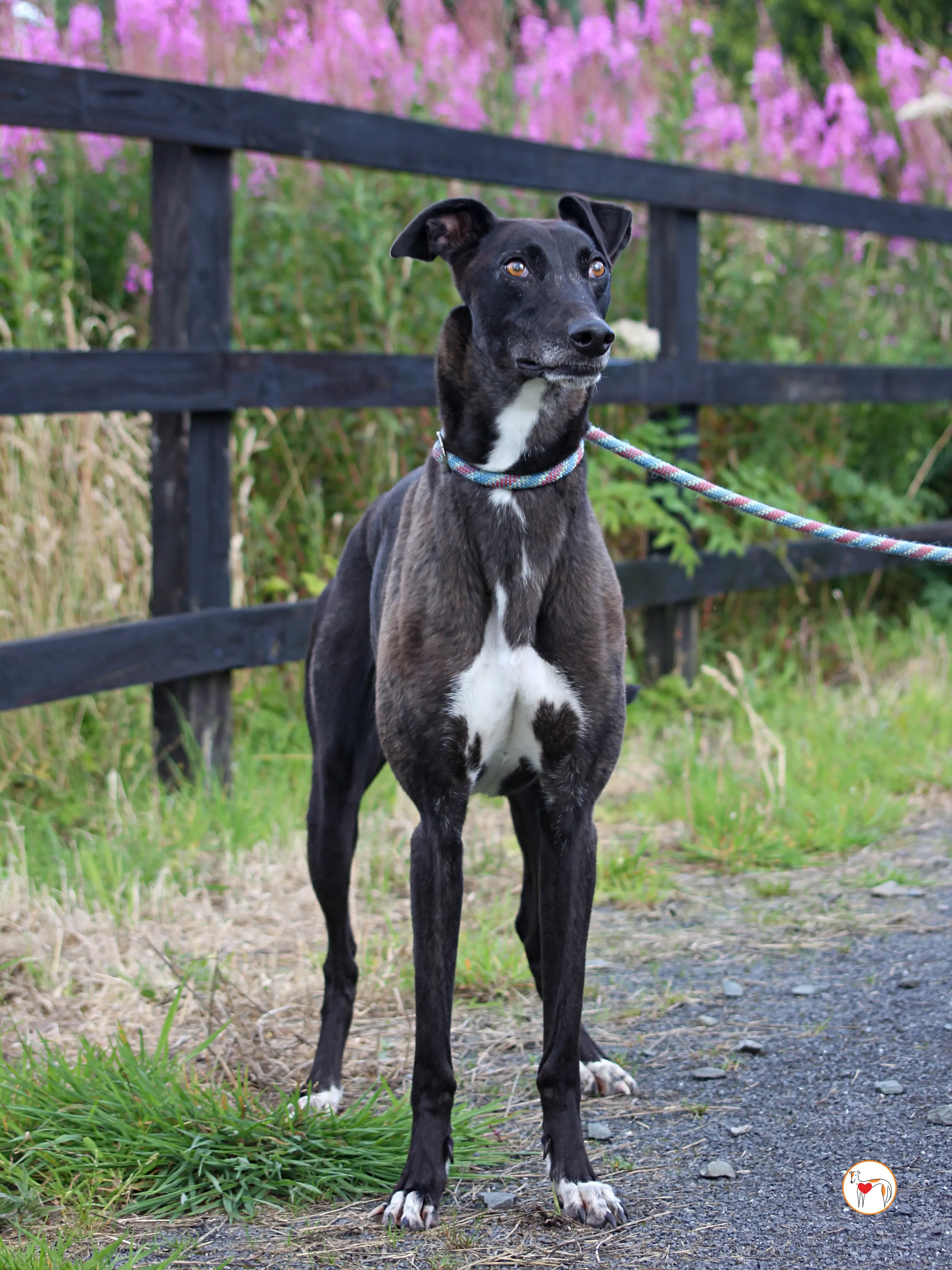 maggie grey adozione 33