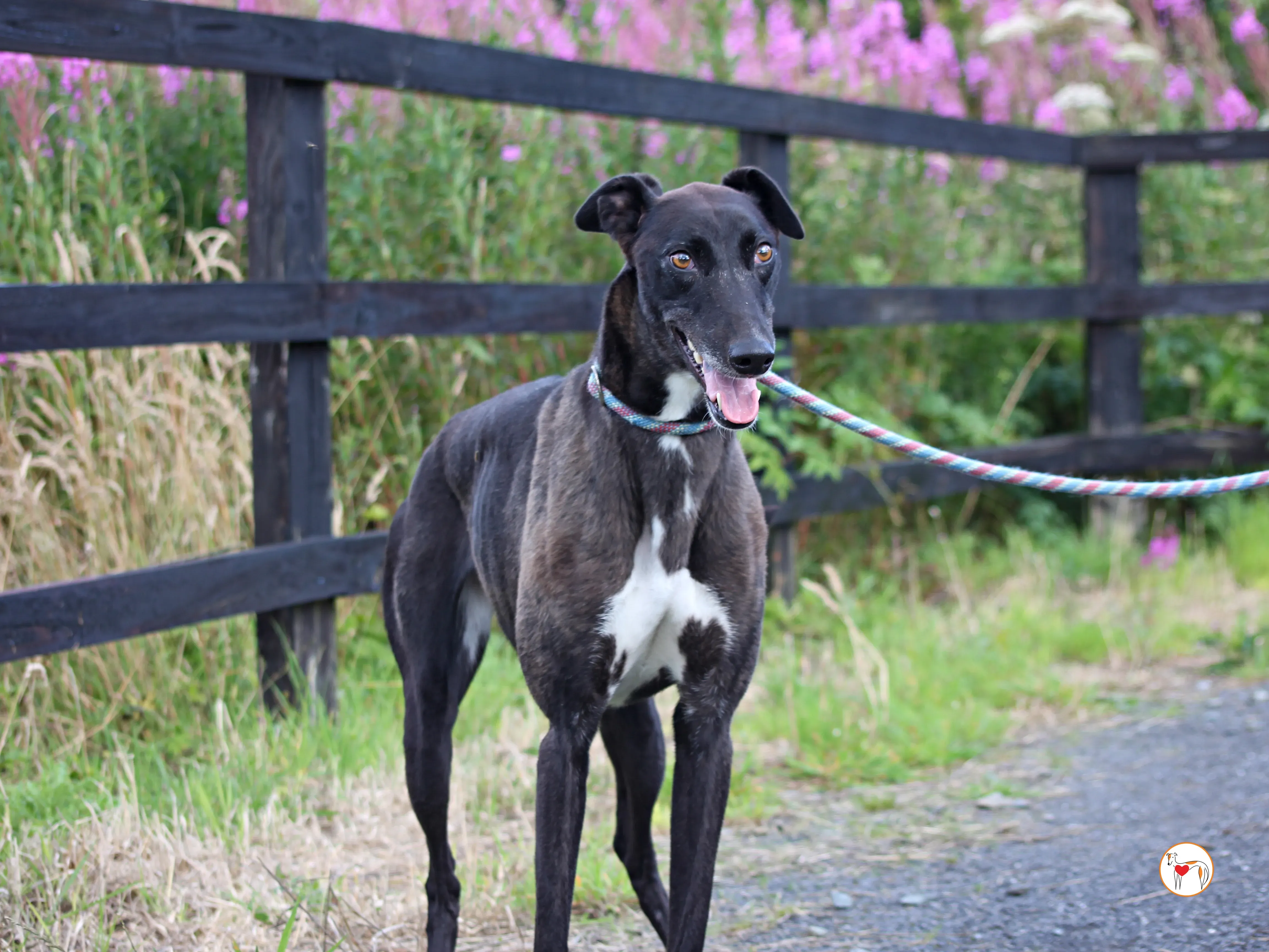 maggie grey adozione 34