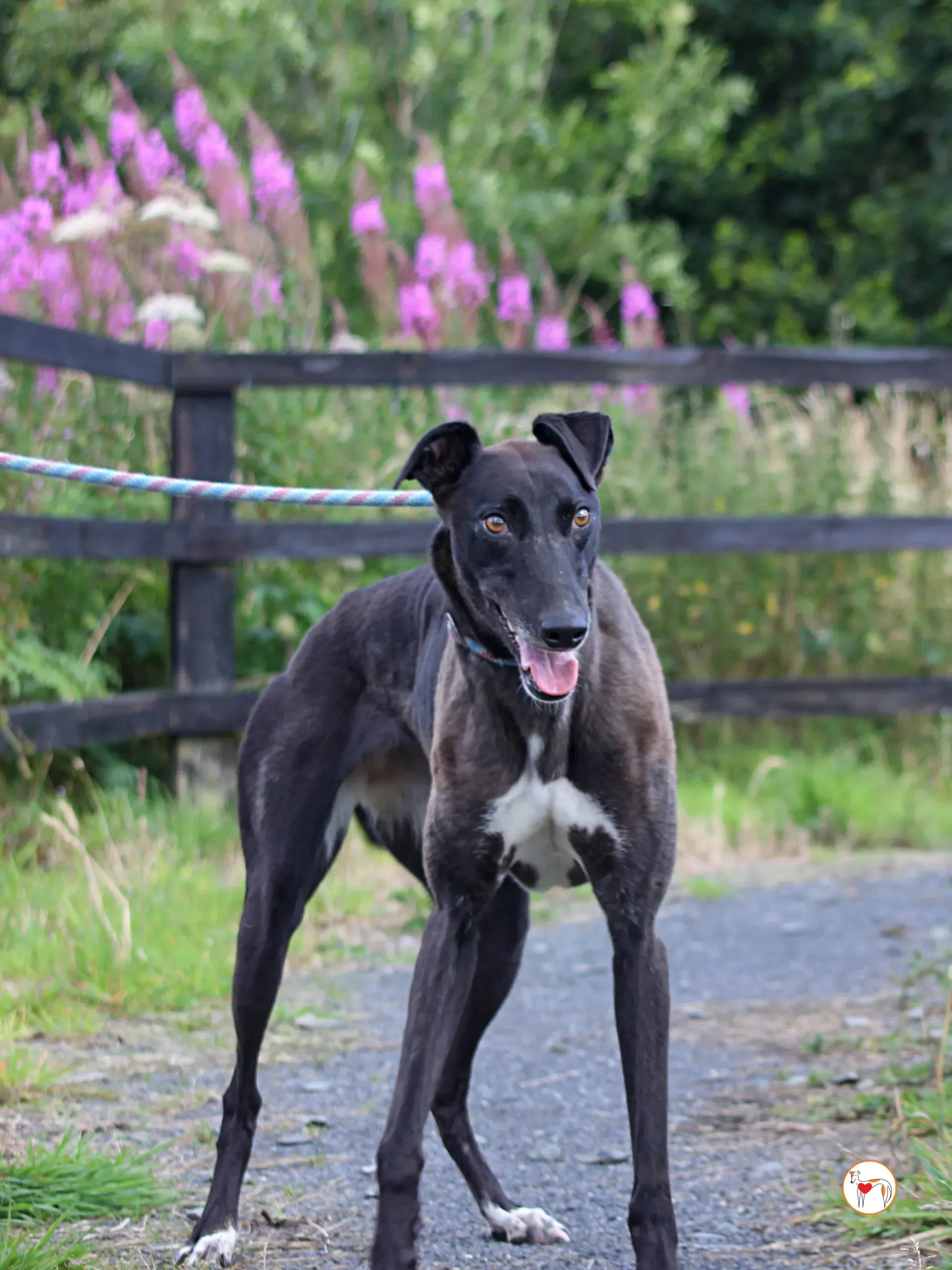 maggie grey adozione 35 scaled