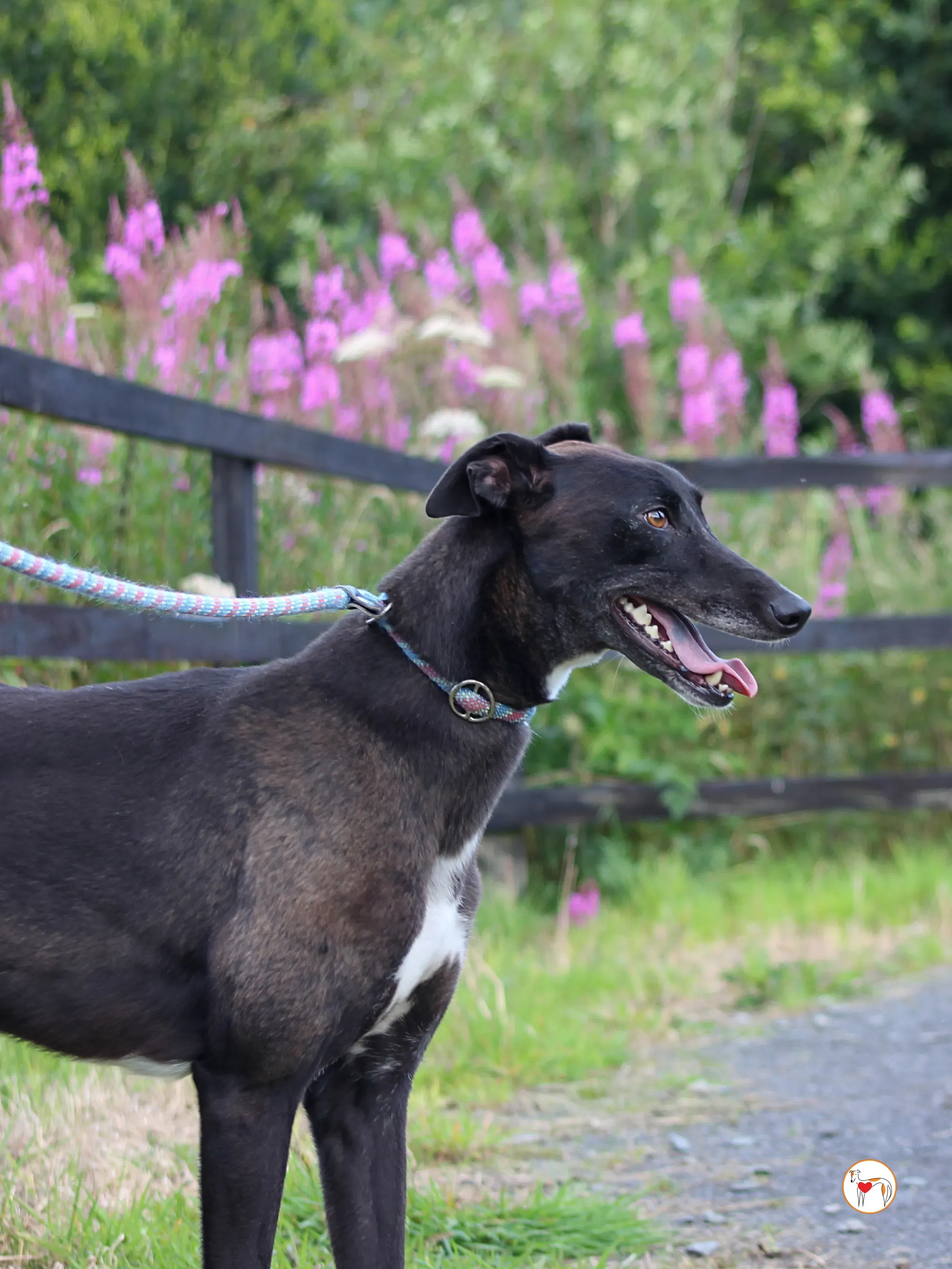 maggie grey adozione 36