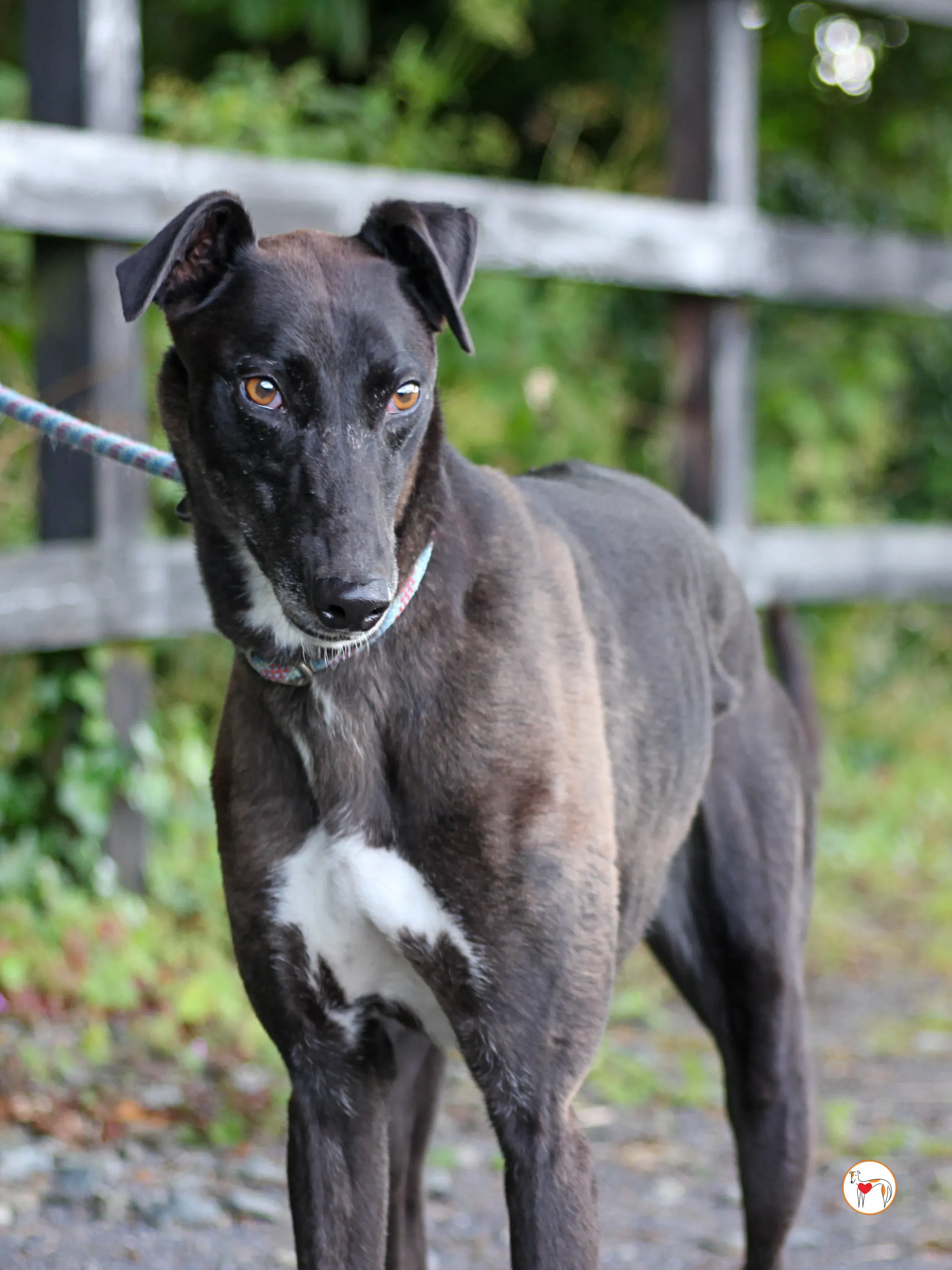 maggie grey adozione 37