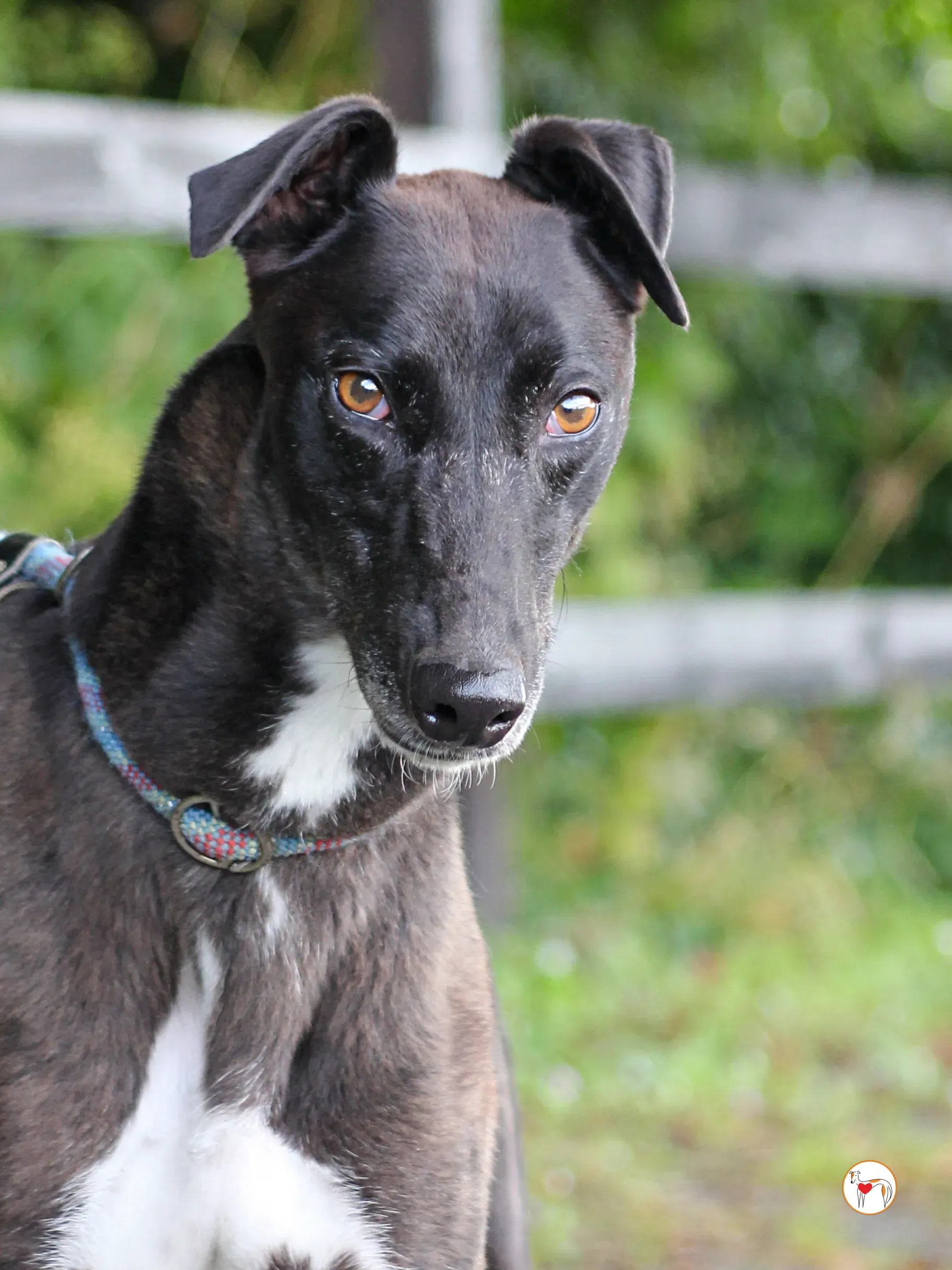 maggie grey adozione 38