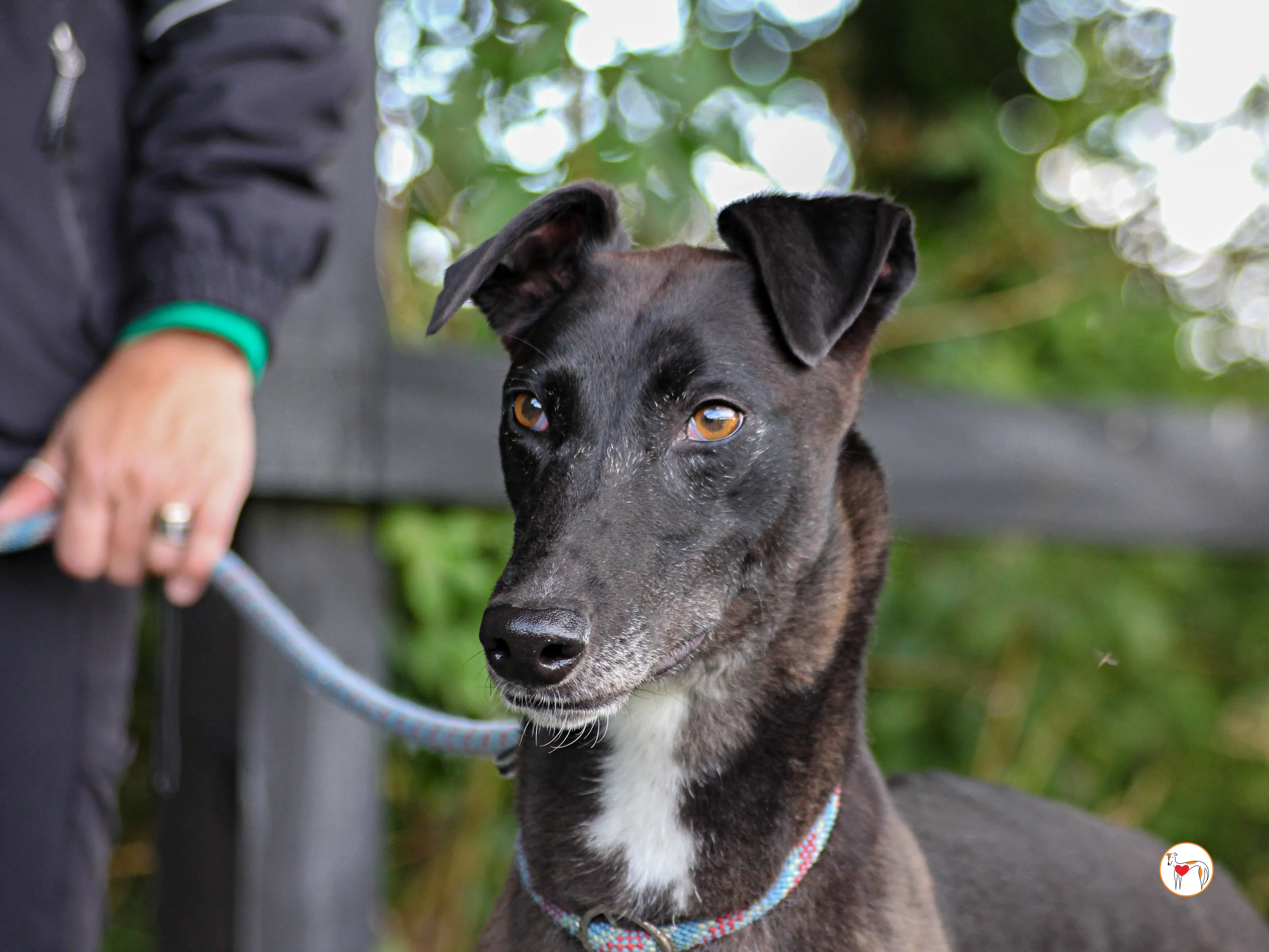 maggie grey adozione 39