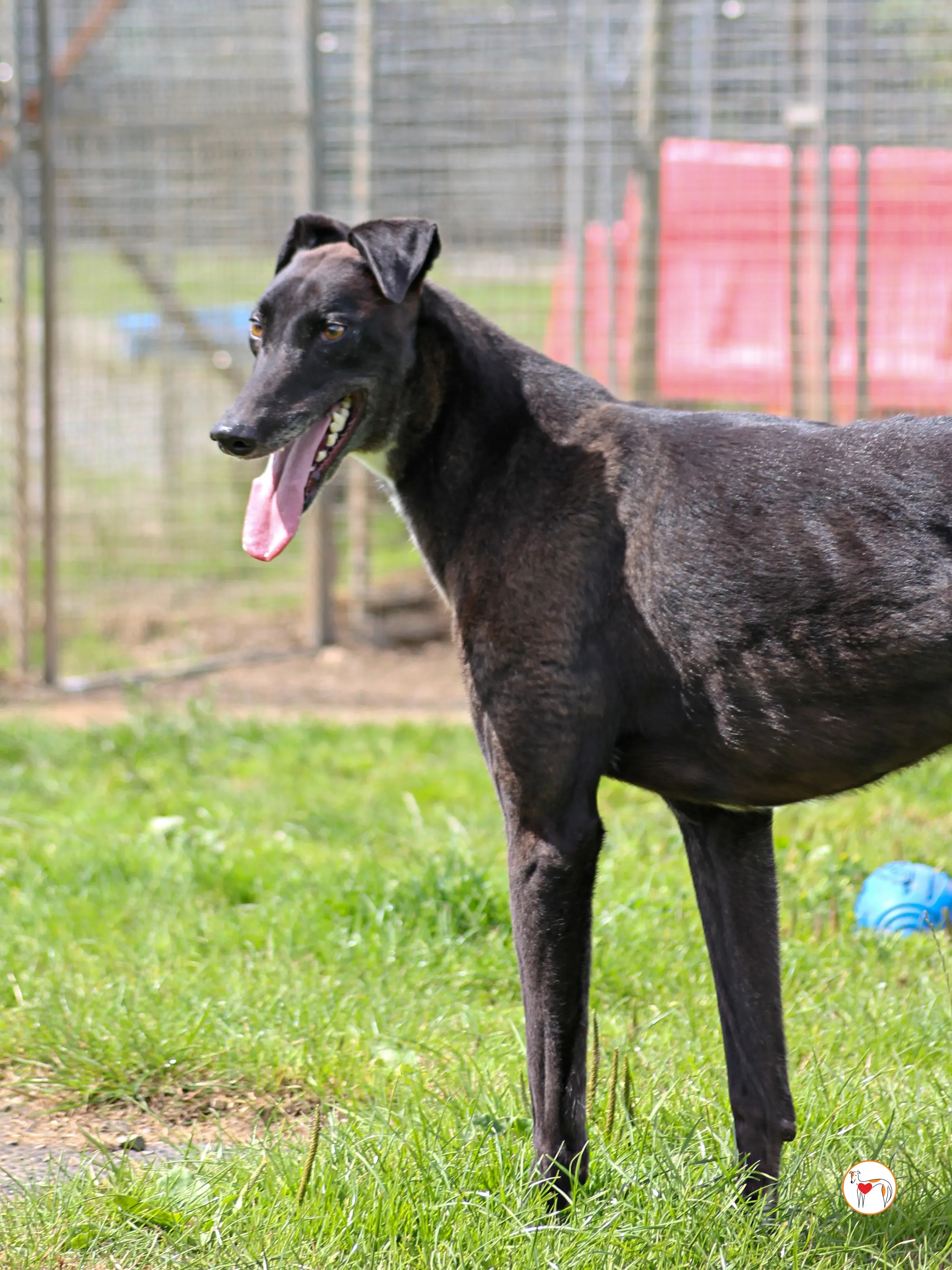 maggie grey adozione 40