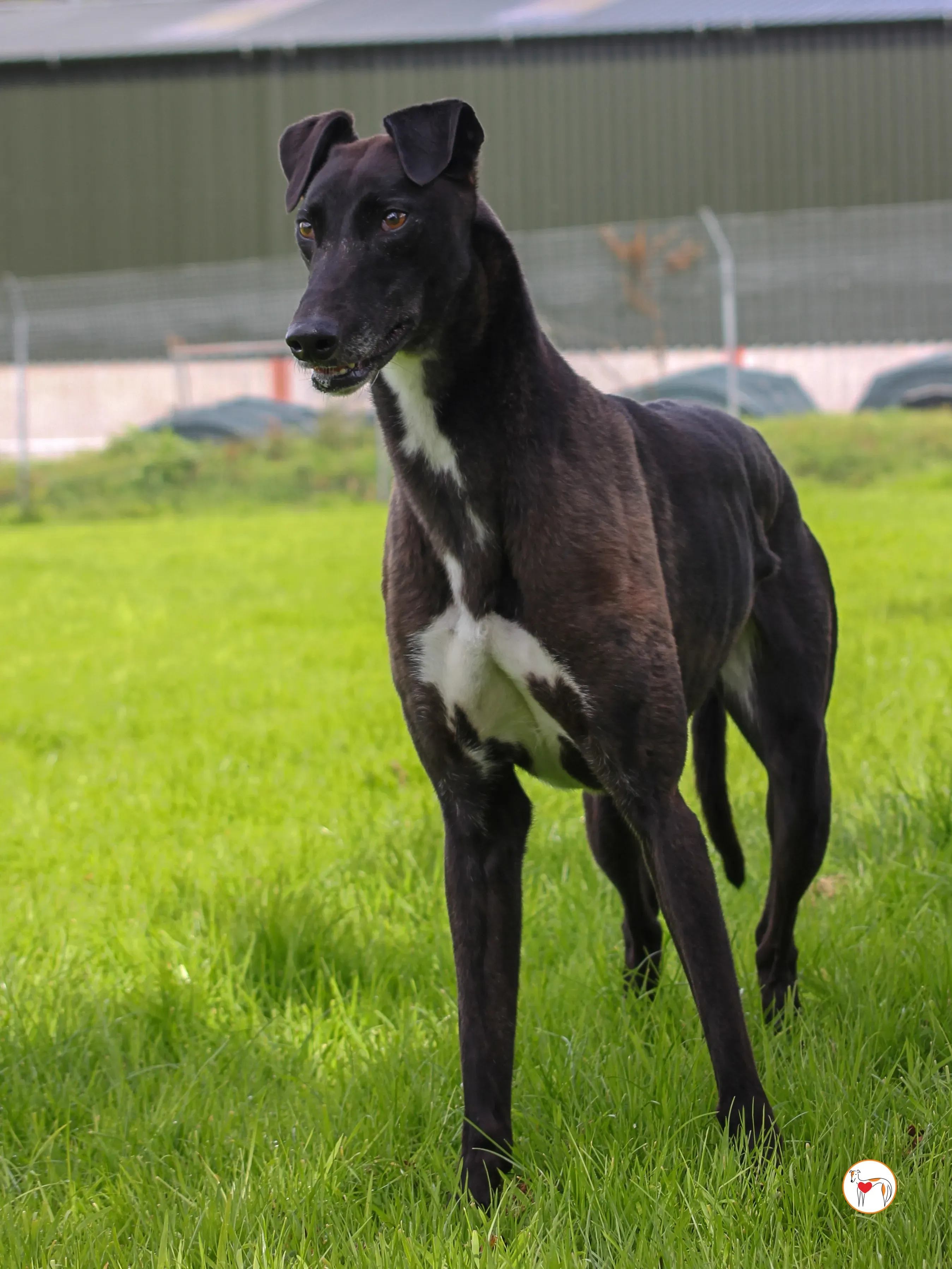 maggie grey adozione 41