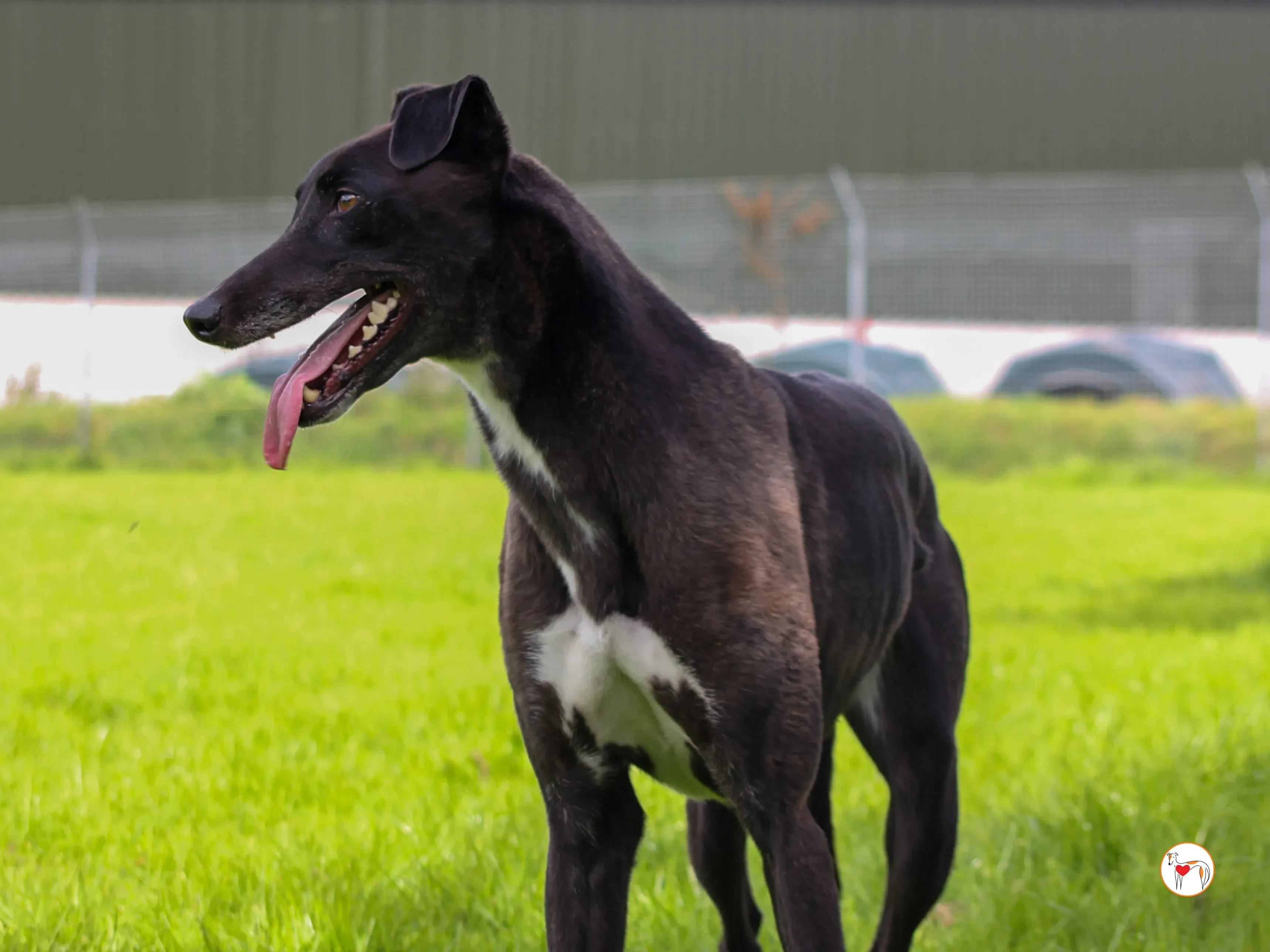 maggie grey adozione 42