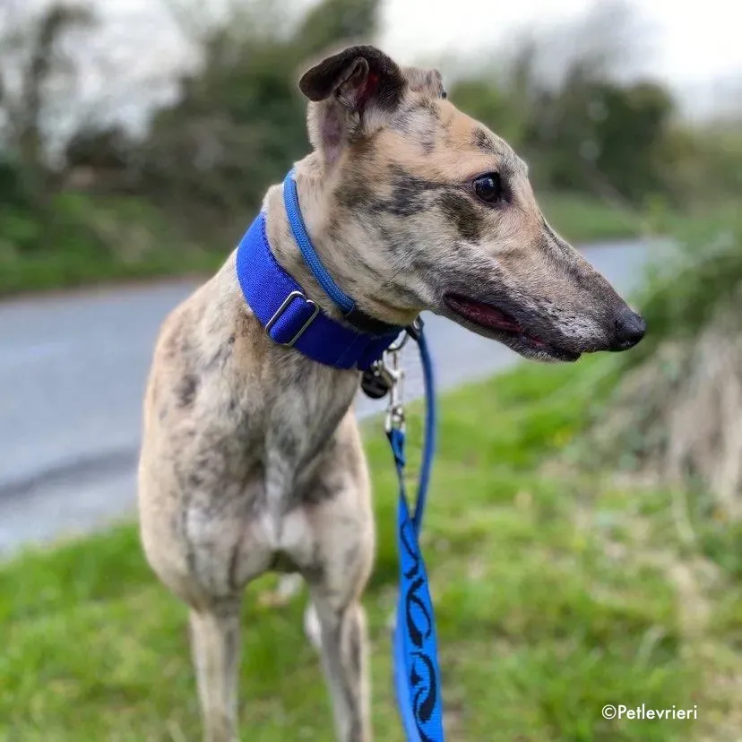 maggiejessie adozione levrieri greyhound 1