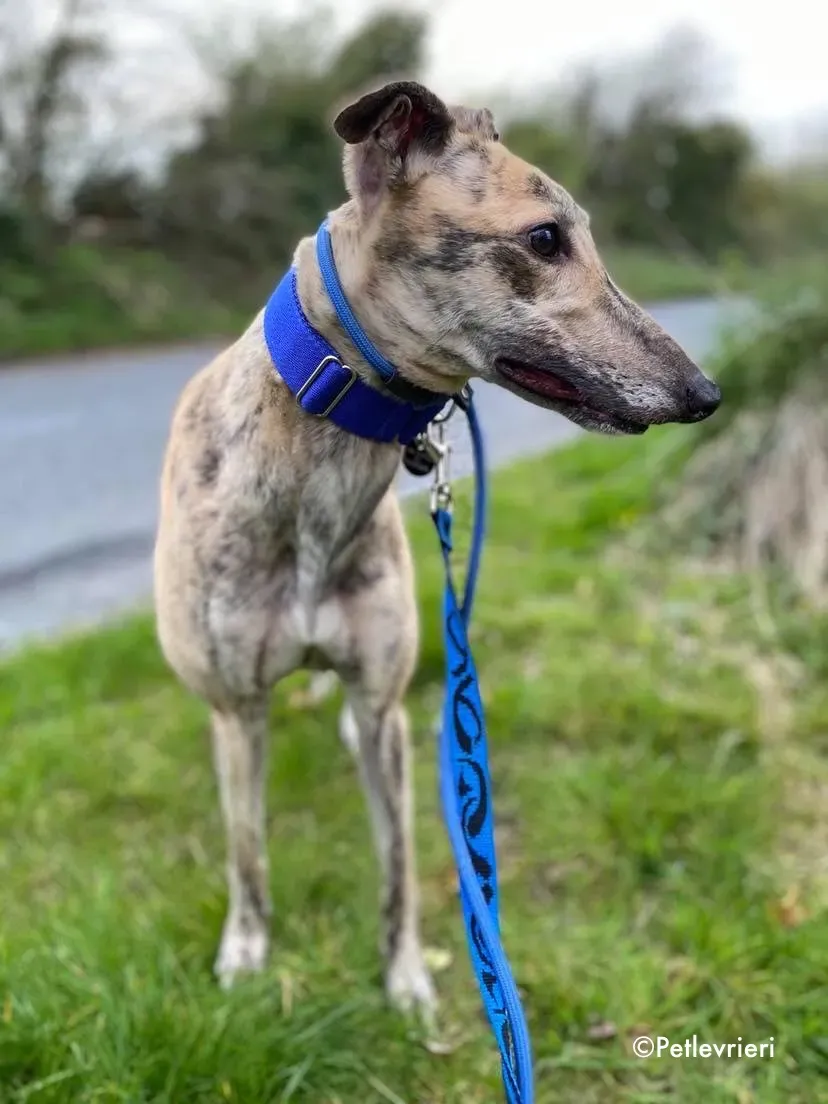 maggiejessie adozione levrieri greyhound 2
