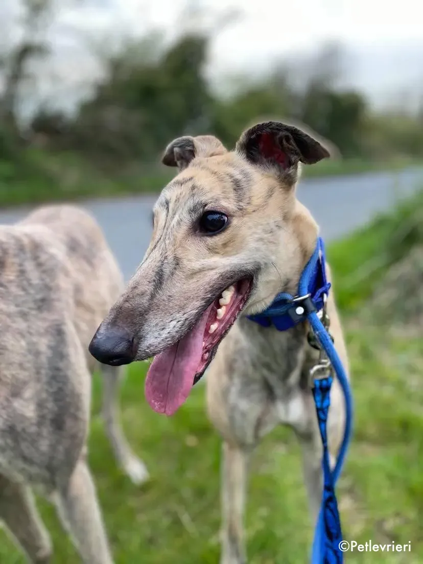 maggiejessie adozione levrieri greyhound 3