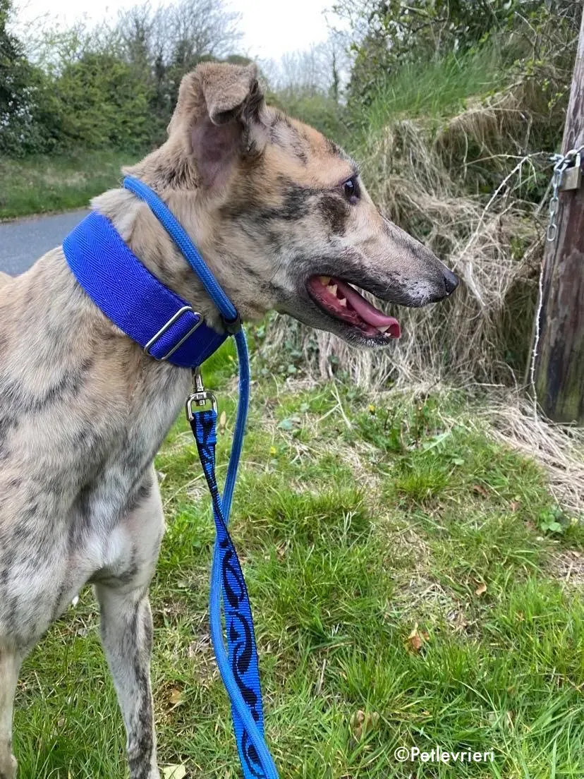 maggiejessie adozione levrieri greyhound 4
