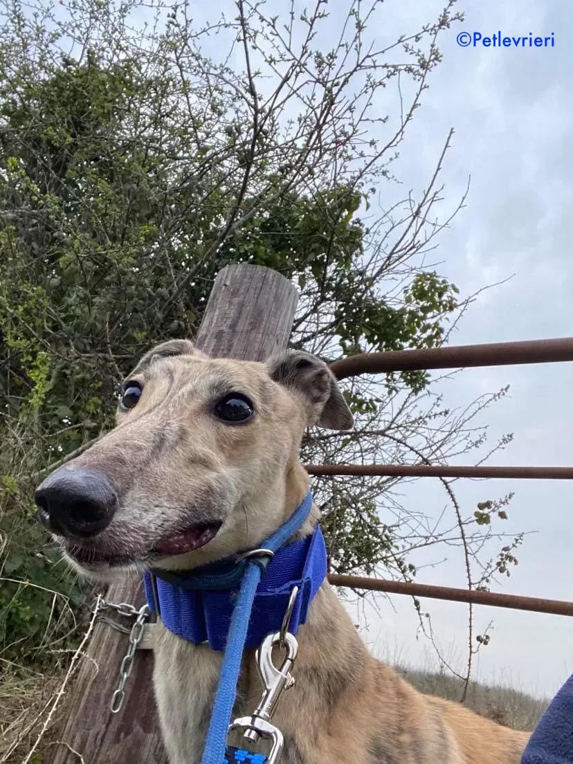 maggiejessie adozione levrieri greyhound 5