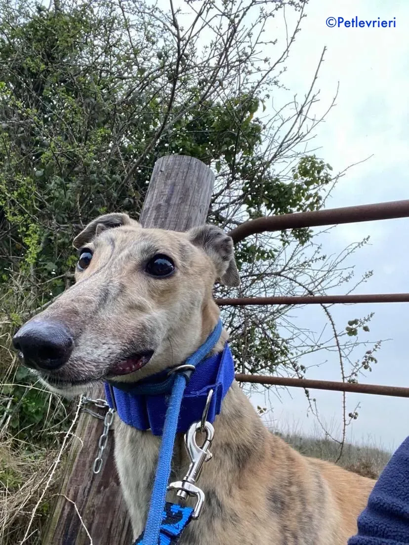 maggiejessie adozione levrieri greyhound 6