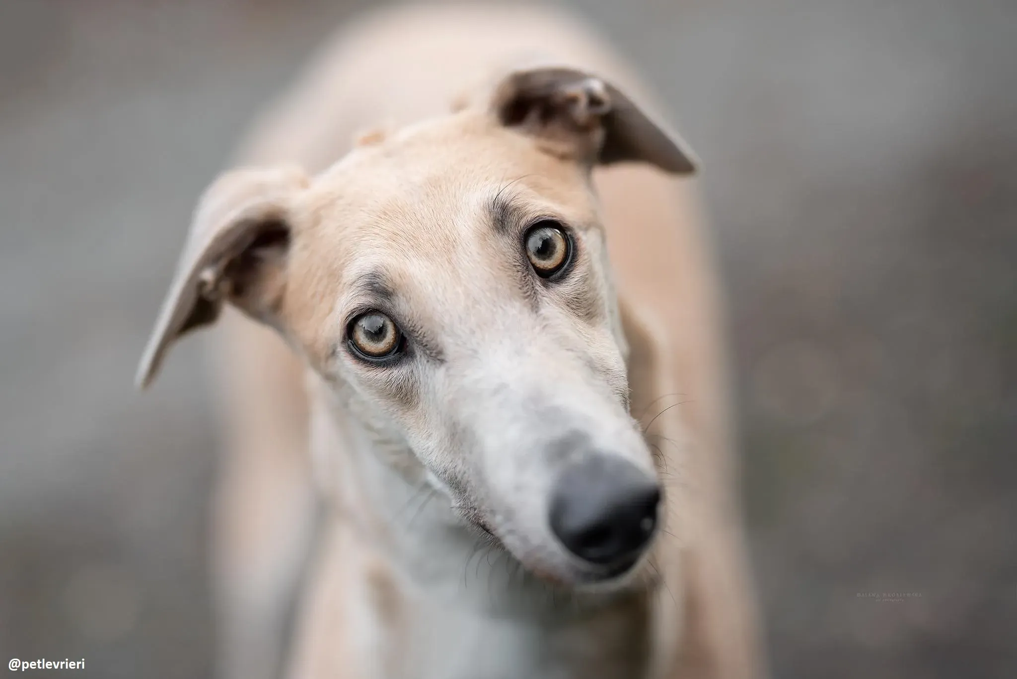 magic adozione greyhound 1