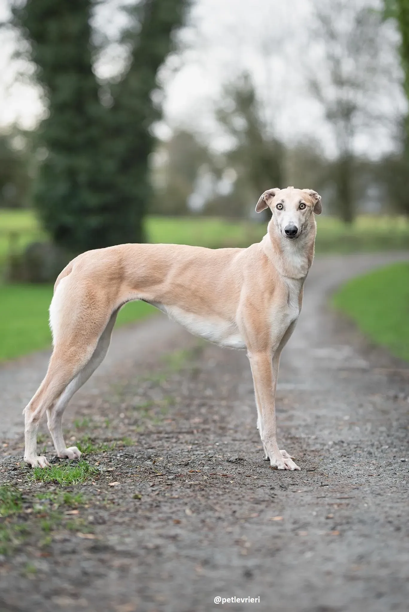 magic adozione greyhound 2