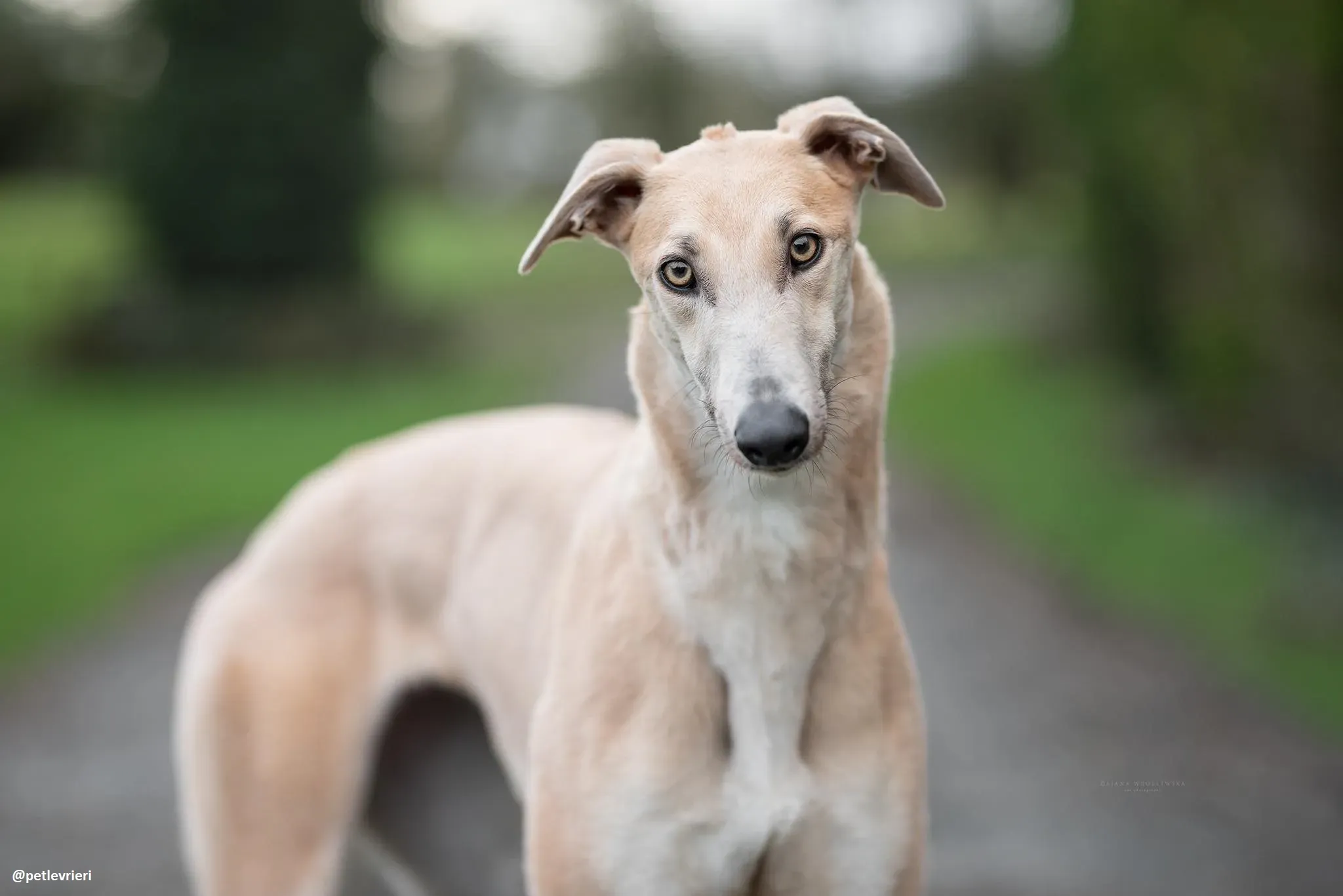 magic adozione greyhound