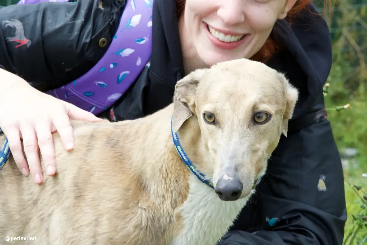 magic adozione greyhound.1