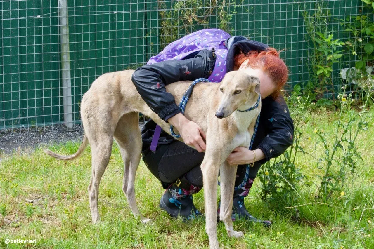 magic adozione greyhound.10