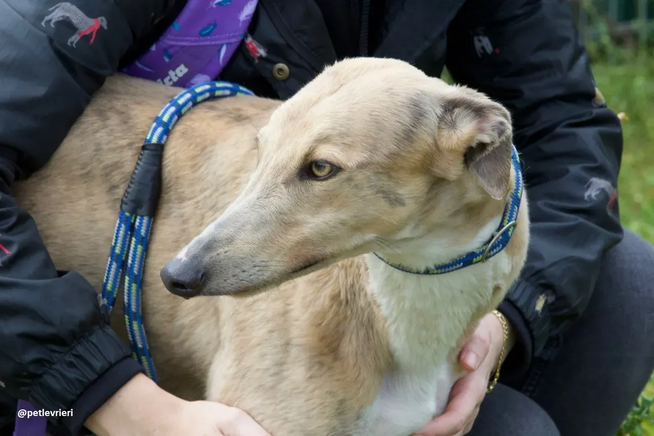 magic adozione greyhound.11