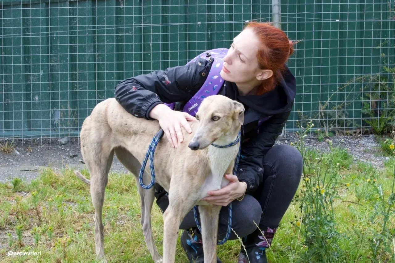 magic adozione greyhound.12