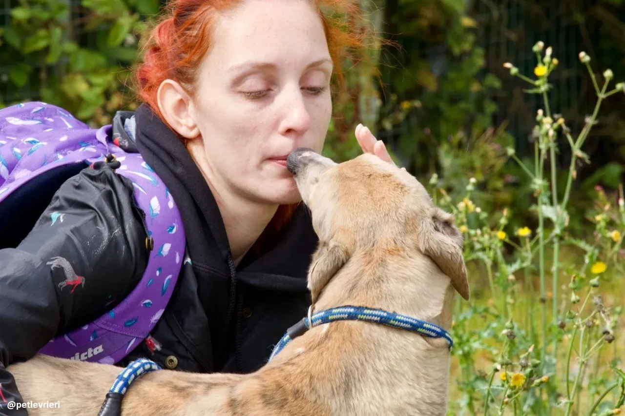 magic adozione greyhound.13