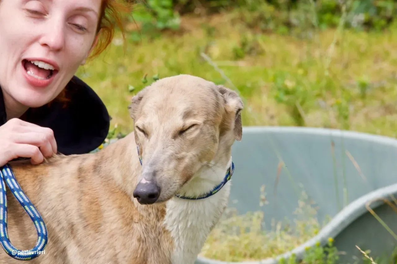 magic adozione greyhound.14