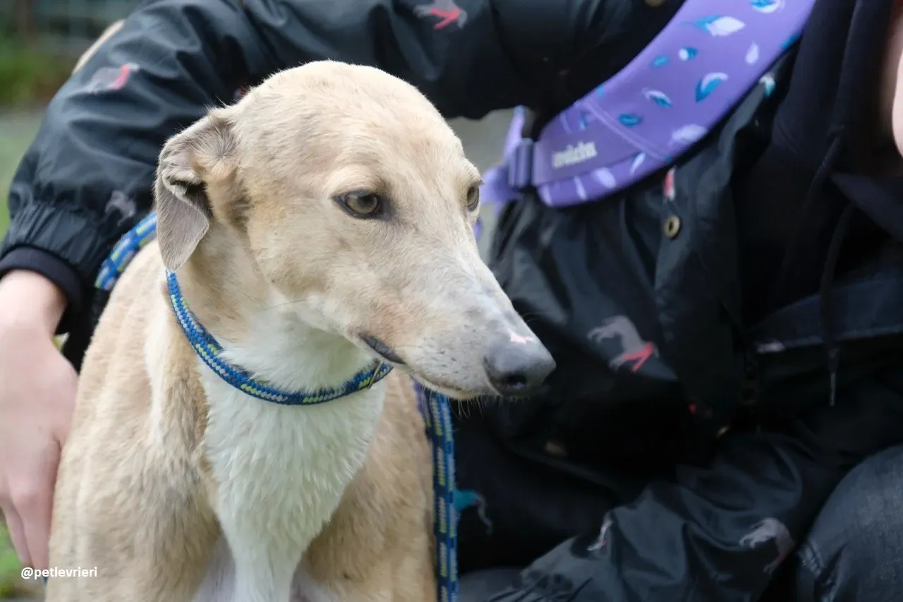 magic adozione greyhound.15