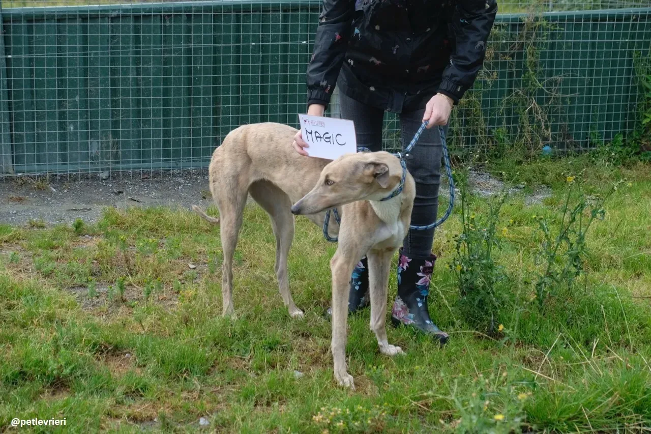 magic adozione greyhound.16