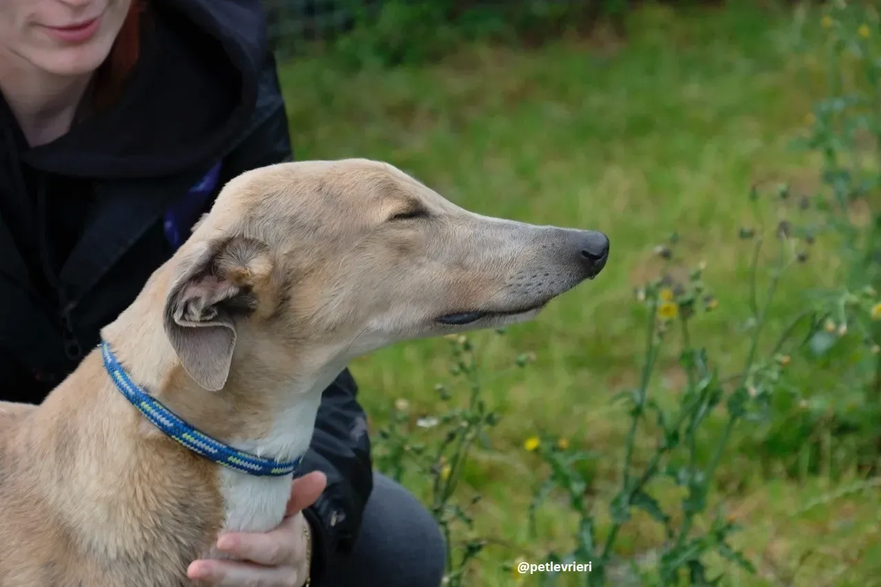 magic adozione greyhound.17