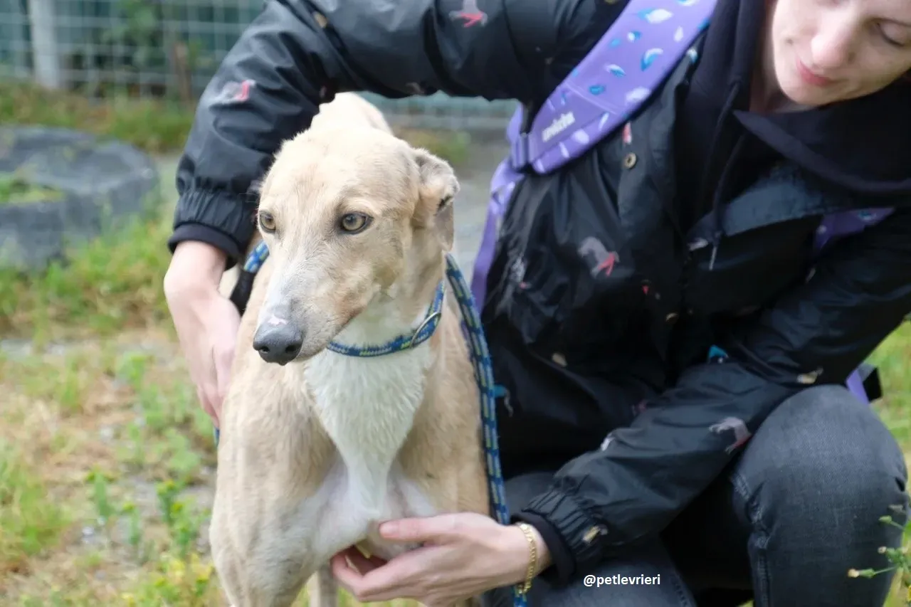 magic adozione greyhound.18