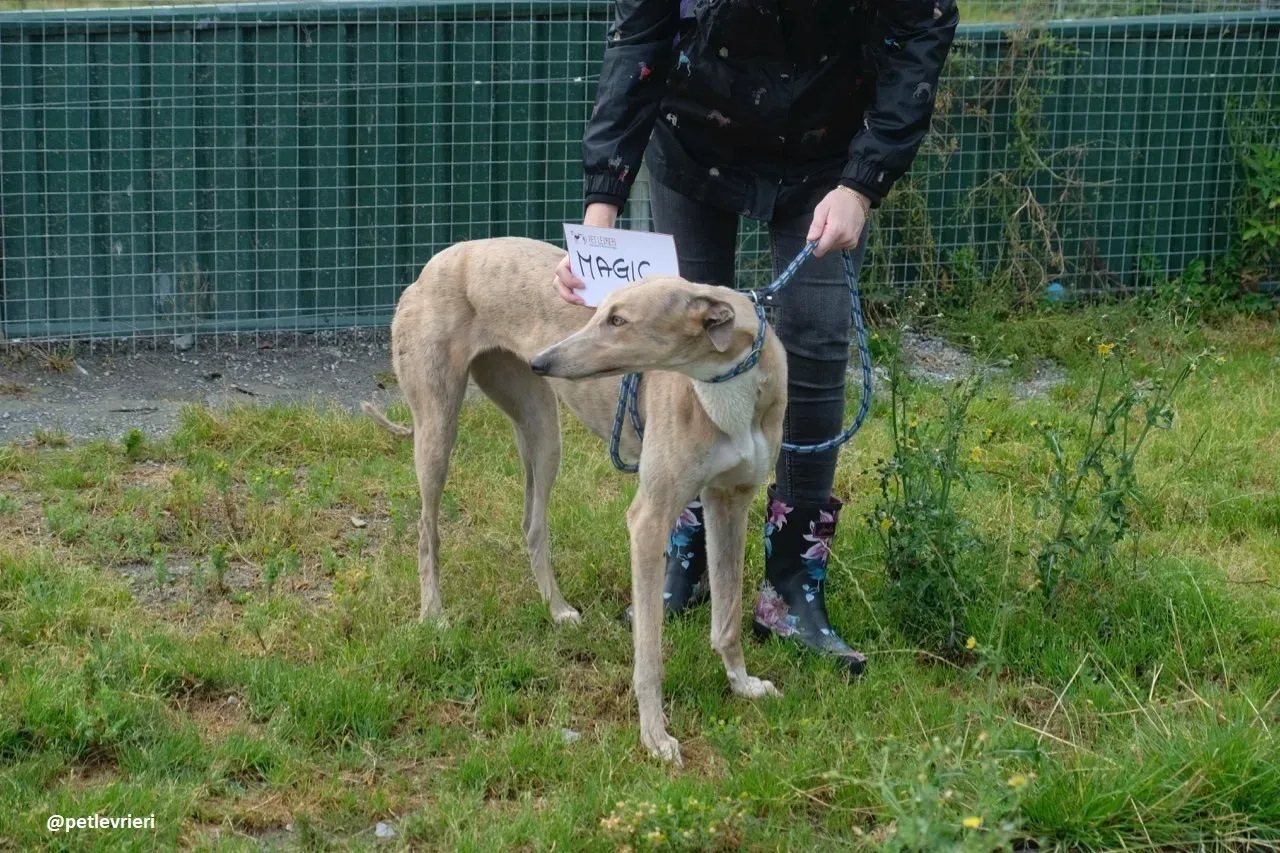 magic adozione greyhound.19