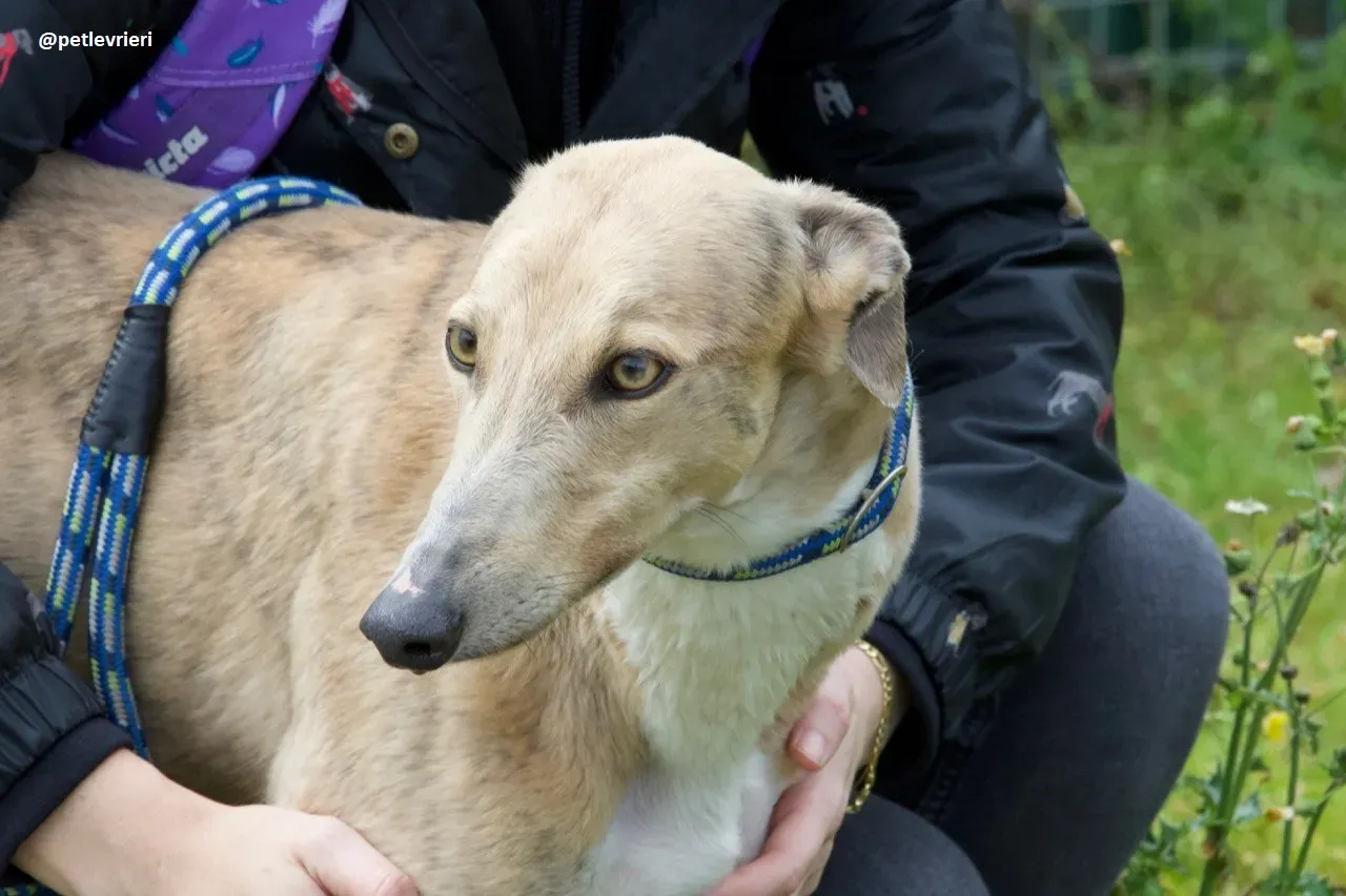 magic adozione greyhound.2