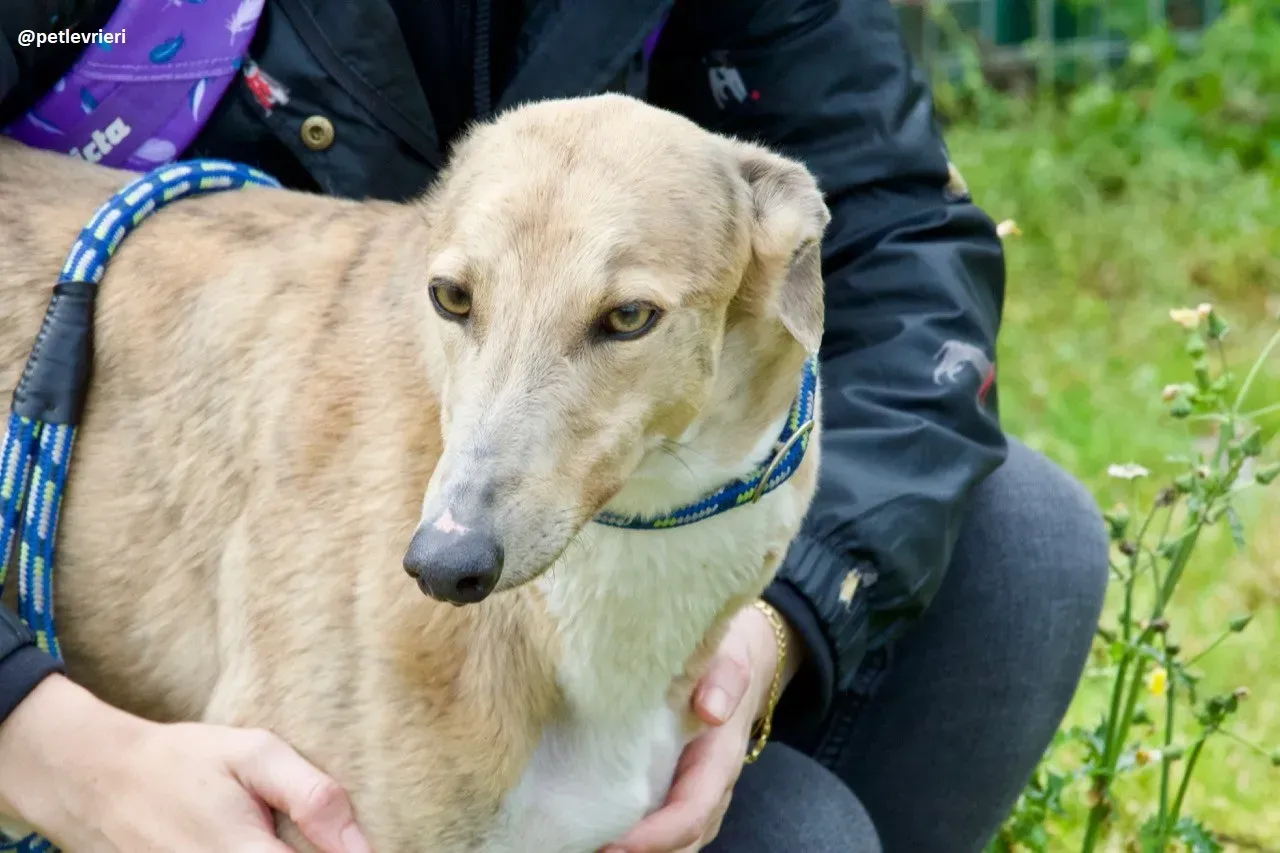 magic adozione greyhound.3