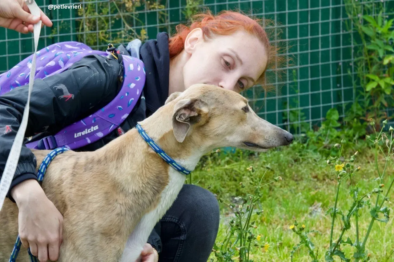 magic adozione greyhound.4