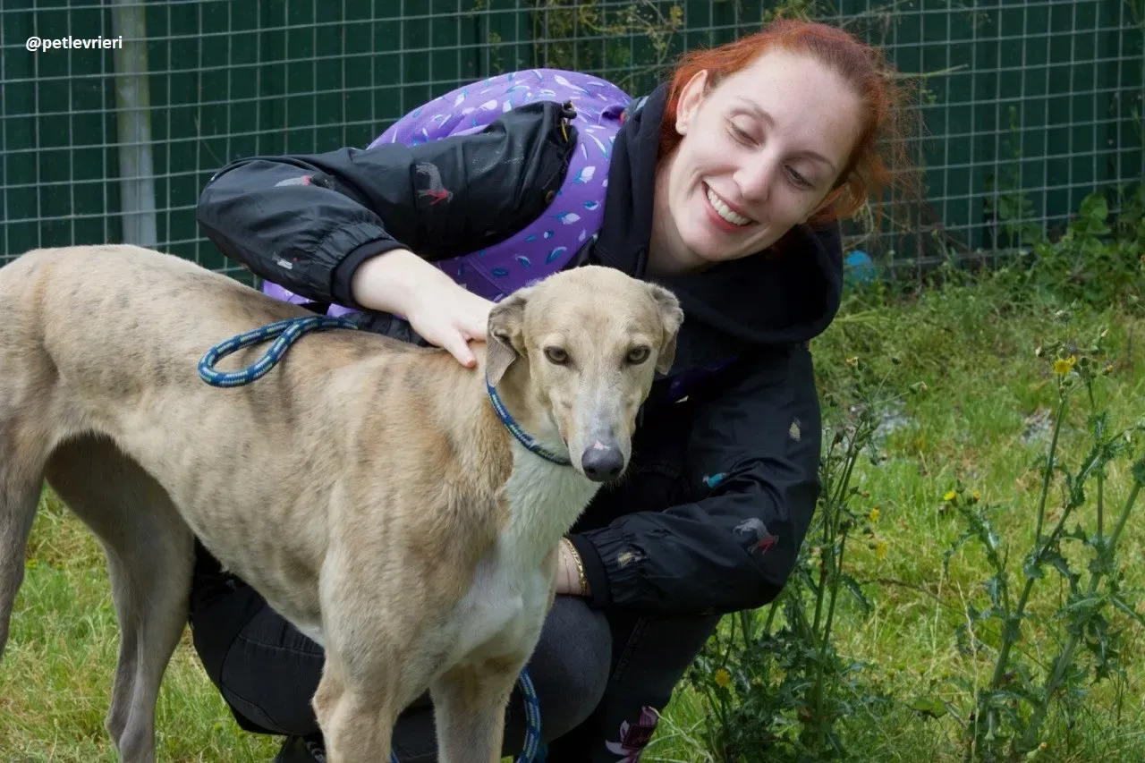 magic adozione greyhound.5