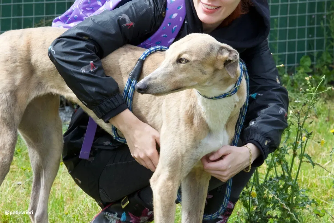 magic adozione greyhound.6