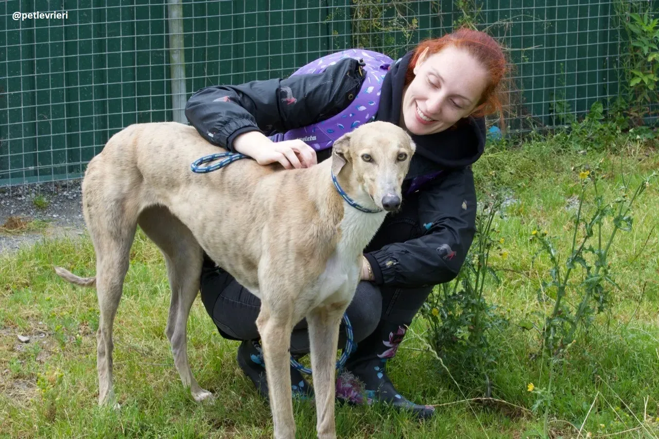 magic adozione greyhound.7