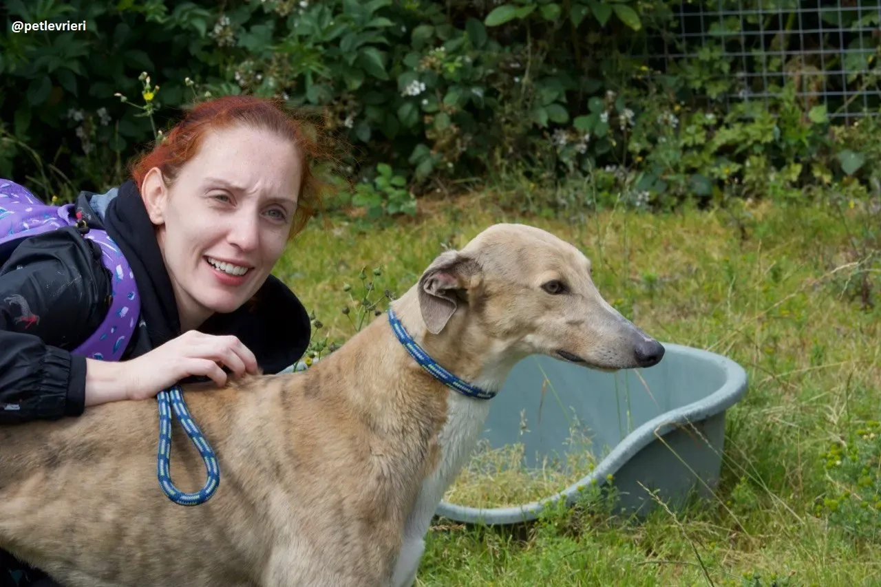 magic adozione greyhound.8