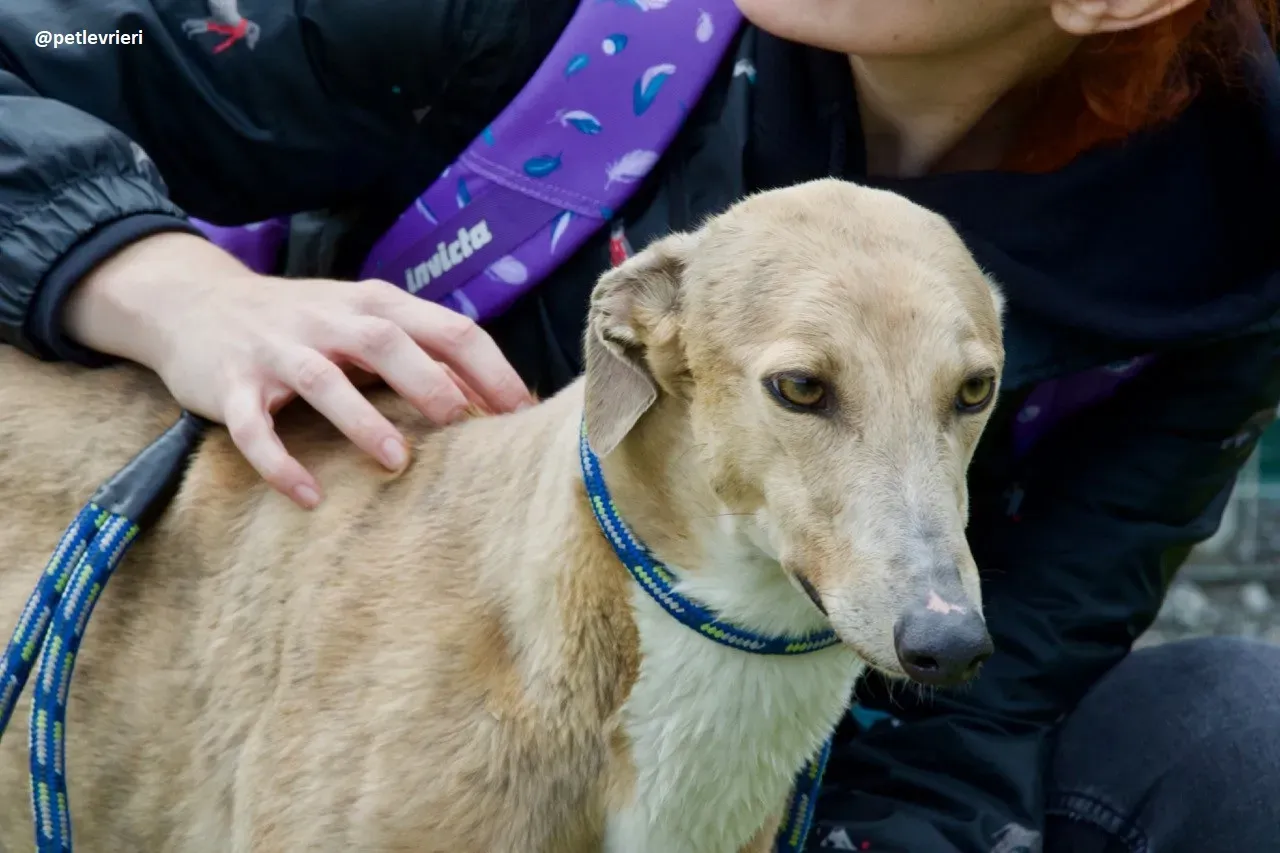 magic adozione greyhound.9